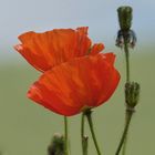 Mohn-Schönheiten