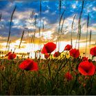 Mohn, schon wieder Mohn