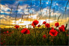 Mohn, schon wieder Mohn