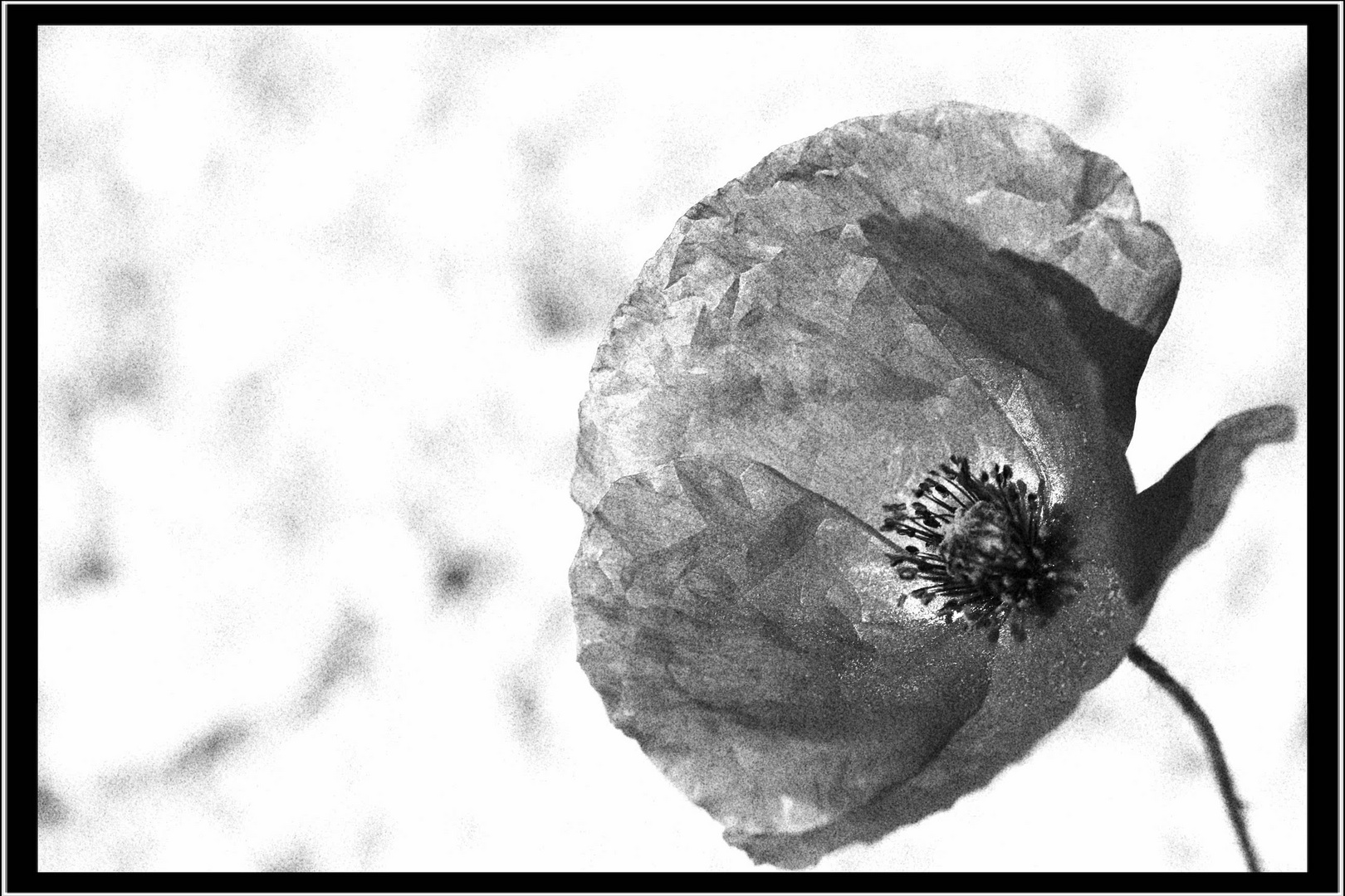 Mohn schwarz-weiß