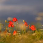 Mohn schwebt auf Wolke 7