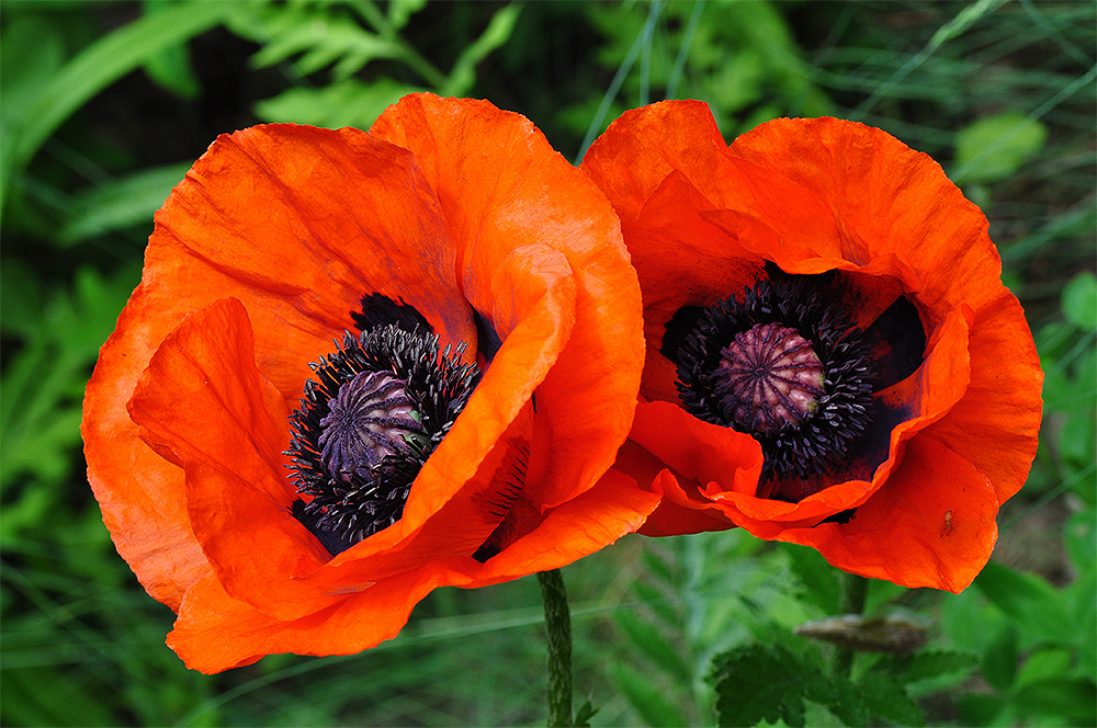 Mohn-Schwestern