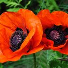 Mohn-Schwestern