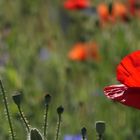 Mohn, seitlich