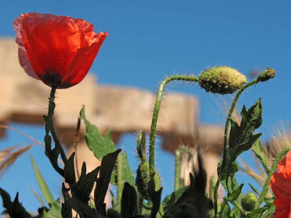 Mohn (Selinunte)