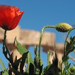 Mohn (Selinunte)