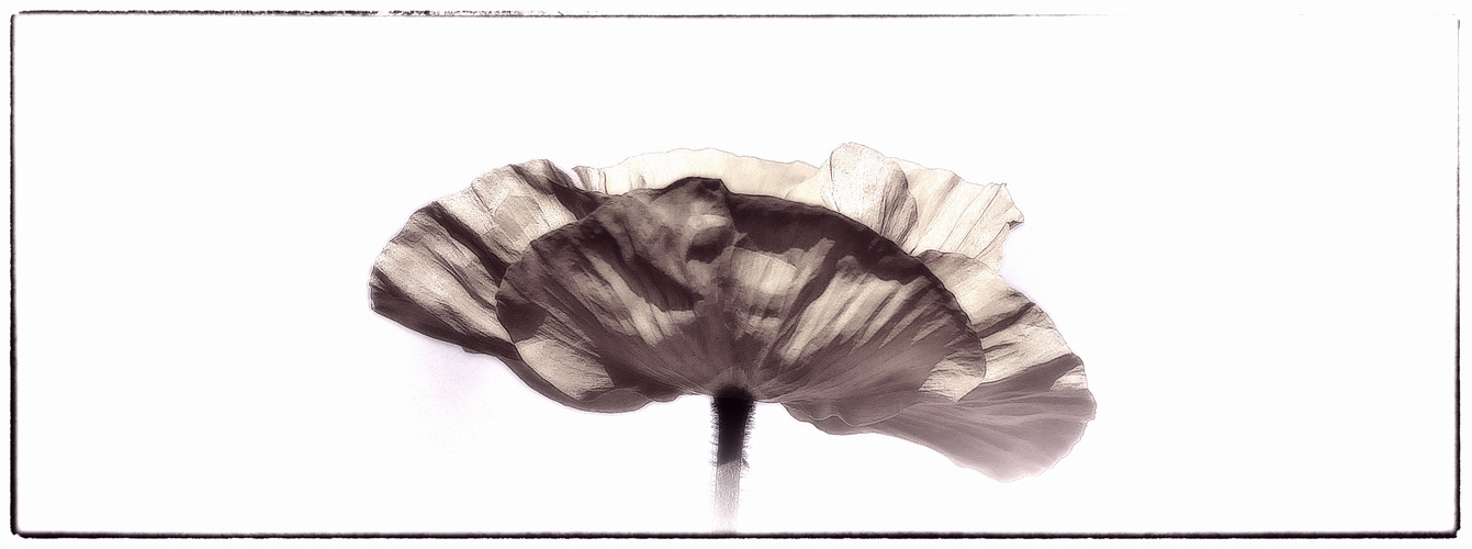 Mohn sepia