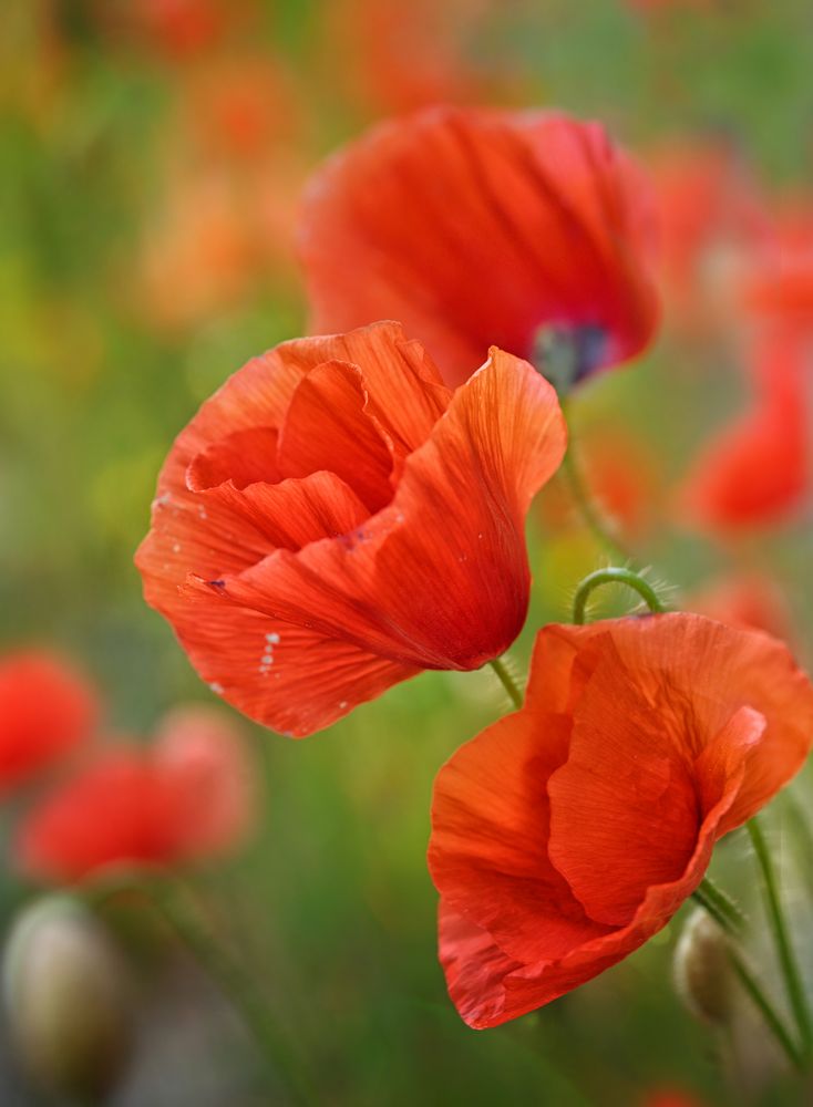 mohn serenade