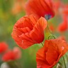 mohn serenade