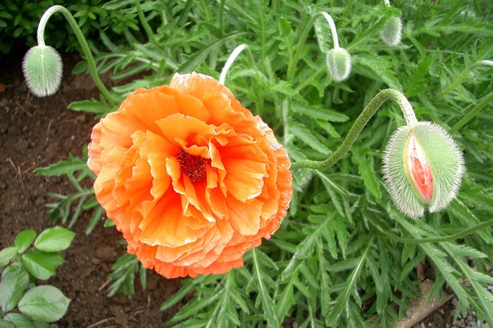 Mohn-- sie, die Knospe, möchte auch gerne so groß und schön werden