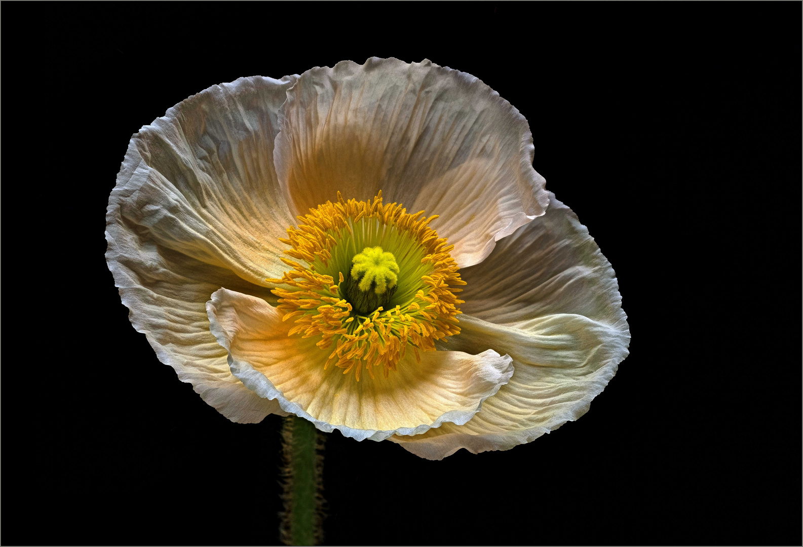 Mohn sieht nicht nur im klassischen Rot gut aus - ( Stacking Bild ) 