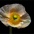 Mohn sieht nicht nur im klassischen Rot gut aus - ( Stacking Bild ) 