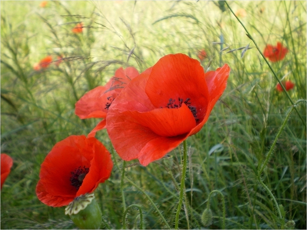 Mohn Sinfonie