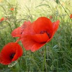 Mohn Sinfonie