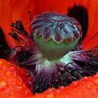 Mohn-Sinfonie