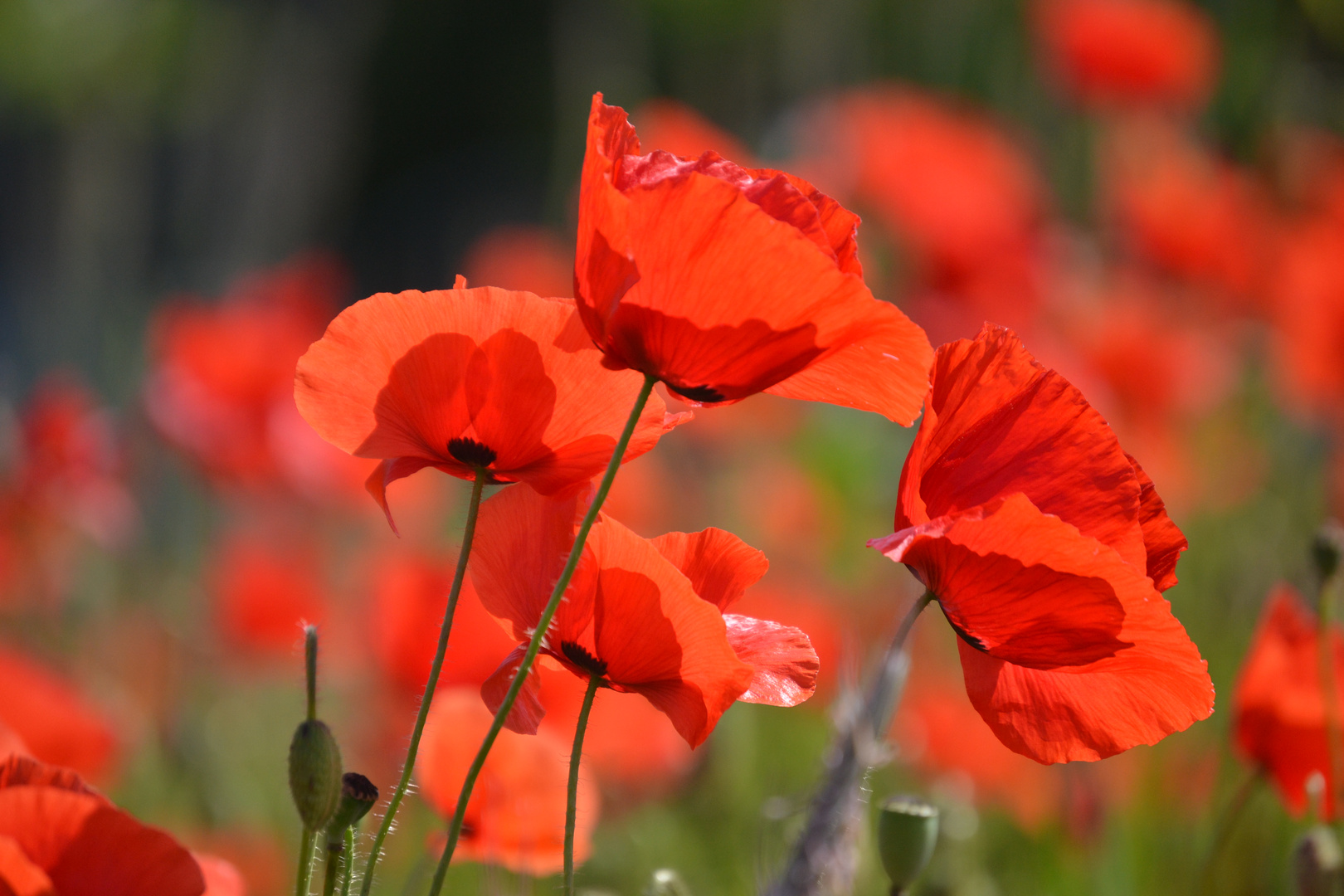 Mohn - So schön im Sonnenschein