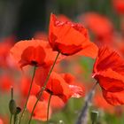 Mohn - So schön im Sonnenschein