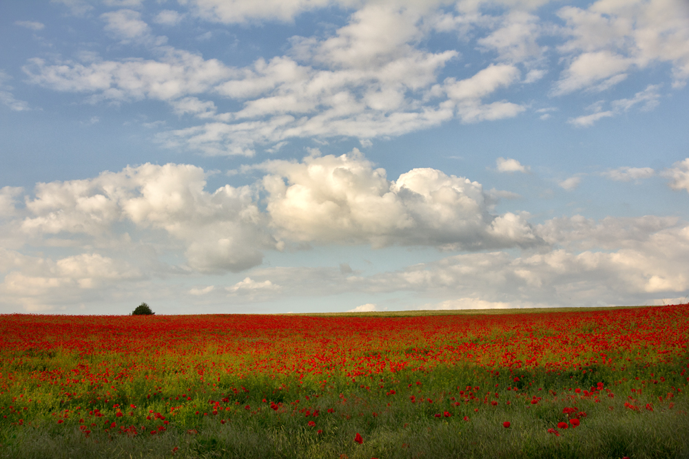 Mohn, so weit das Auge reicht....