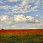 Mohn, so weit das Auge reicht....