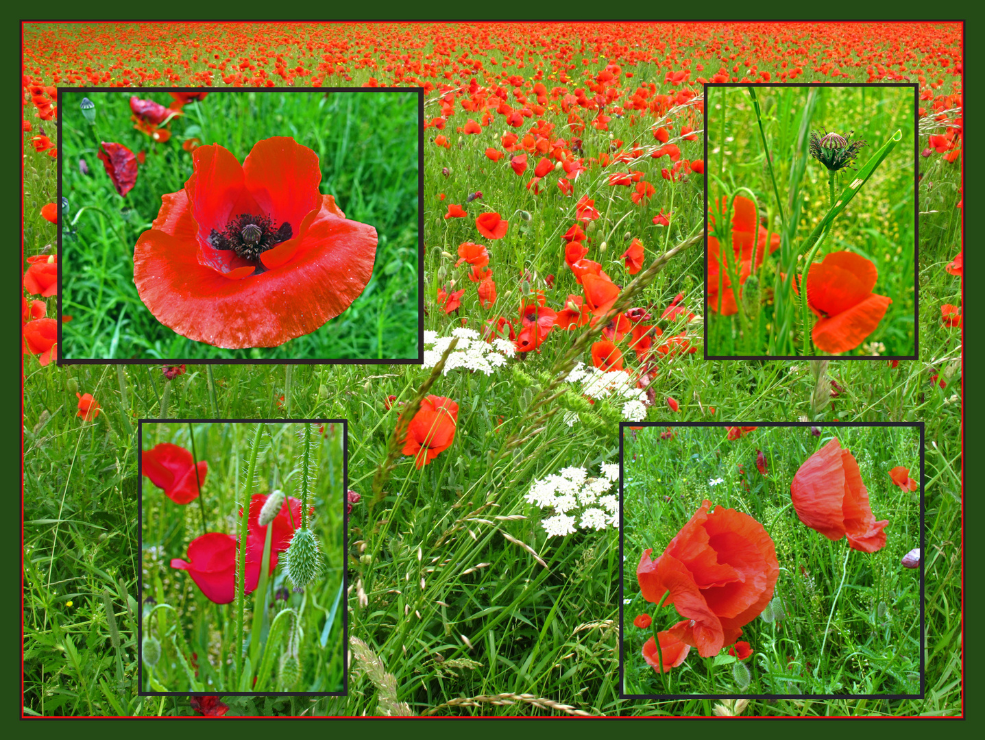 Mohn so weit das Auge reicht