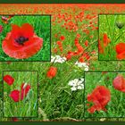 Mohn so weit das Auge reicht