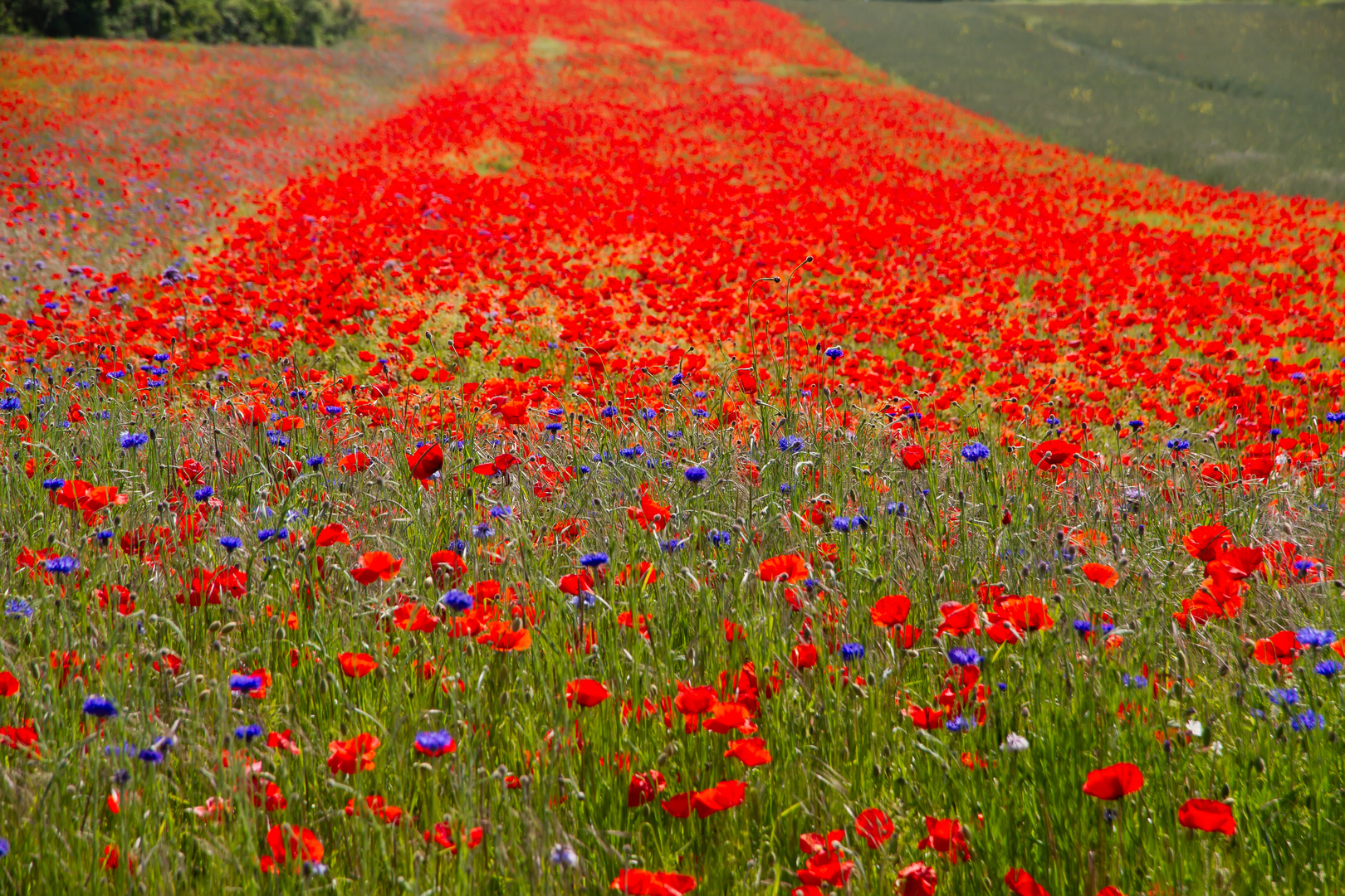 Mohn so weit das Auge reicht