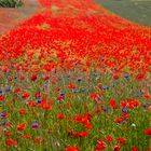 Mohn so weit das Auge reicht