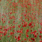 Mohn so weit das Auge reicht