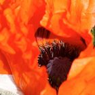 Mohn so weit das Auge reicht