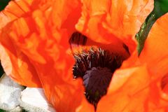 Mohn so weit das Auge reicht