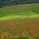 Mohn so weit das Auge reicht