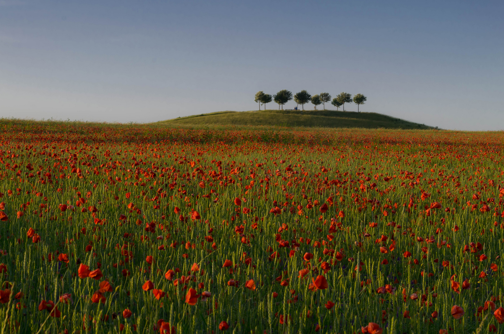 Mohn so weit das Auge reicht