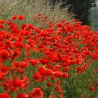 Mohn, so weit das Auge reicht