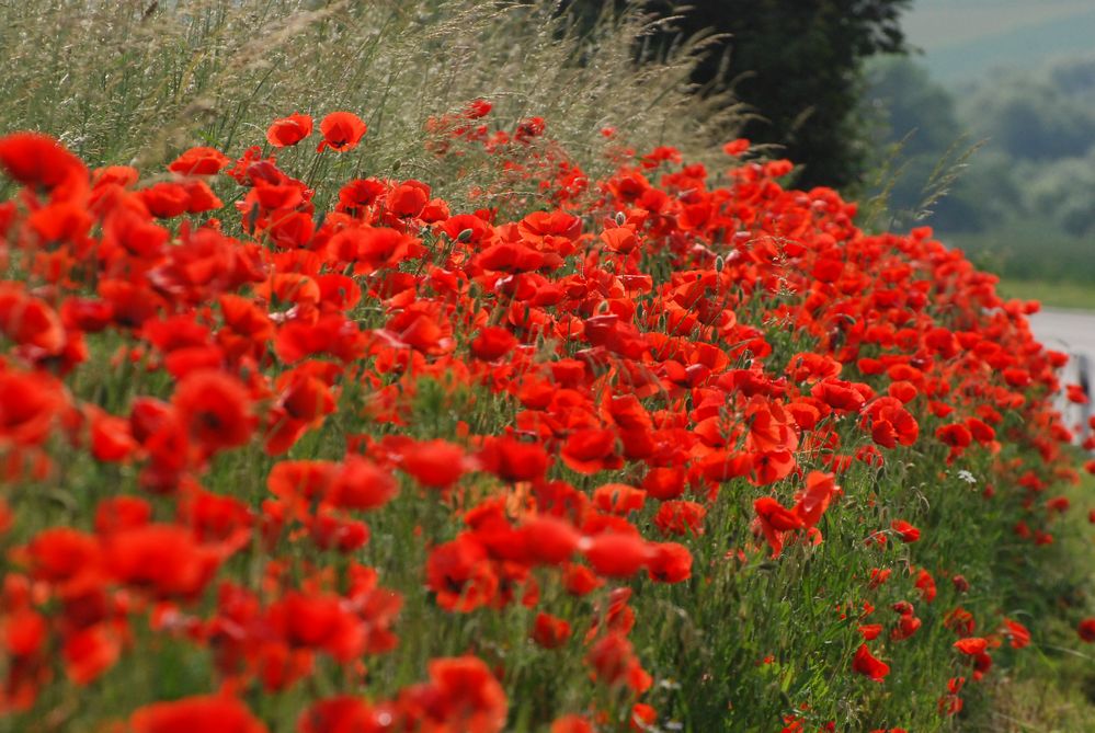 Mohn, so weit das Auge reicht