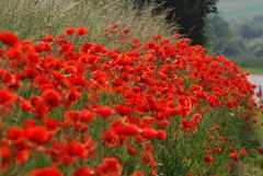 Mohn, so weit das Auge reicht