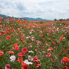 Mohn, so weit man blicken kann ... Trasimeno/Umbria 2018