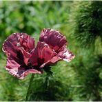 Mohn-Solitär