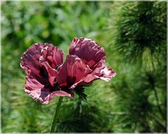 Mohn-Solitär