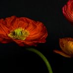 Mohn soll berauschen