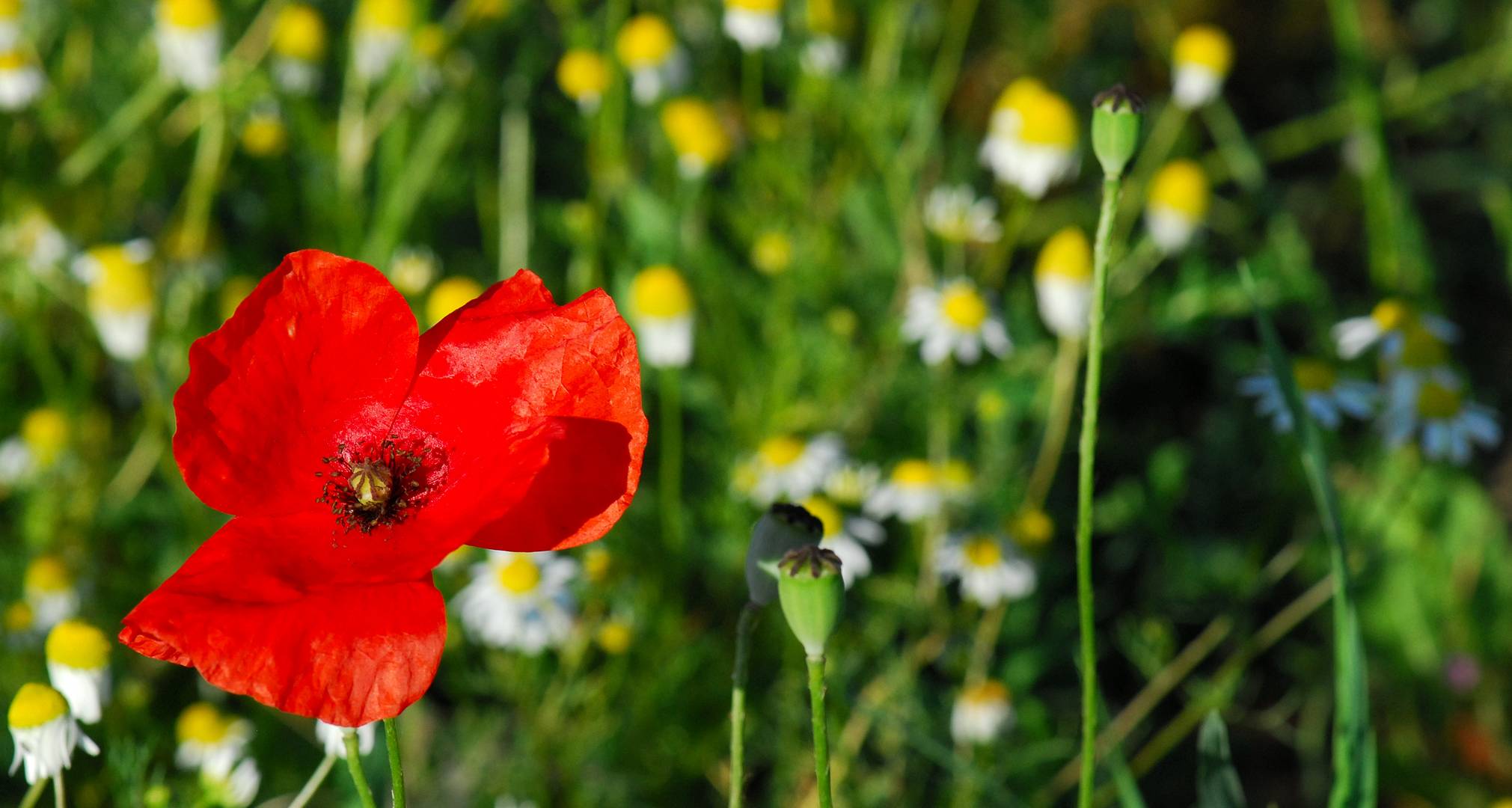 Mohn solo