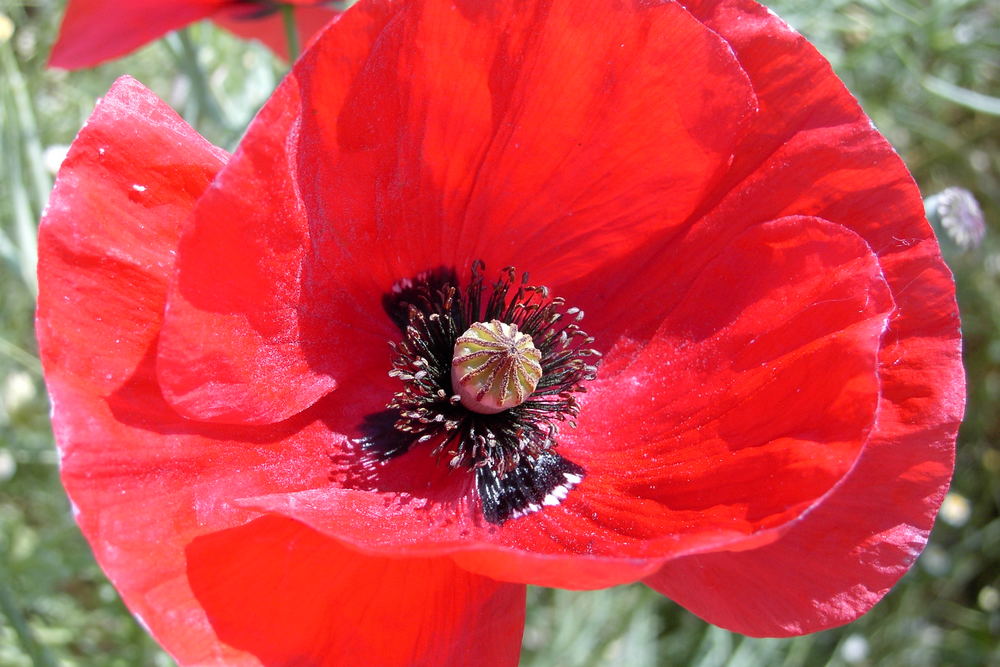 Mohn-Sommer