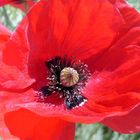 Mohn-Sommer