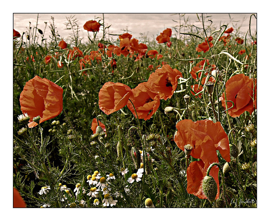 Mohn Sommer Wiese