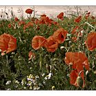 Mohn Sommer Wiese