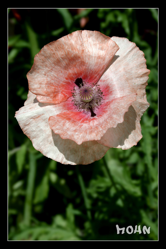 Mohn (Sommererinnerungen)