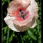 Mohn (Sommererinnerungen)