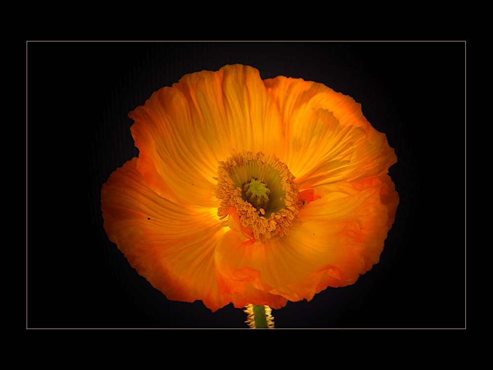 Mohn-Sonne III