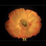 Mohn-Sonne III