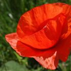 Mohn, Sonne und Regen...