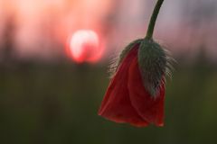 Mohn & Sonnenuntergang